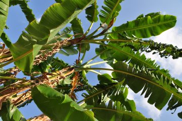 Jak robić zdjęcia z wakacji - zieleń